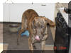 Great Dane Puppies , Great Danes for Sale , Great Dane Breeders